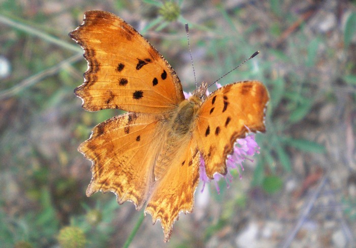 Da determinare - Polygonia c-album