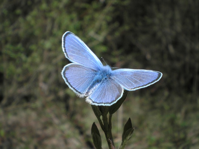 Aiuto ID Lycaenidae