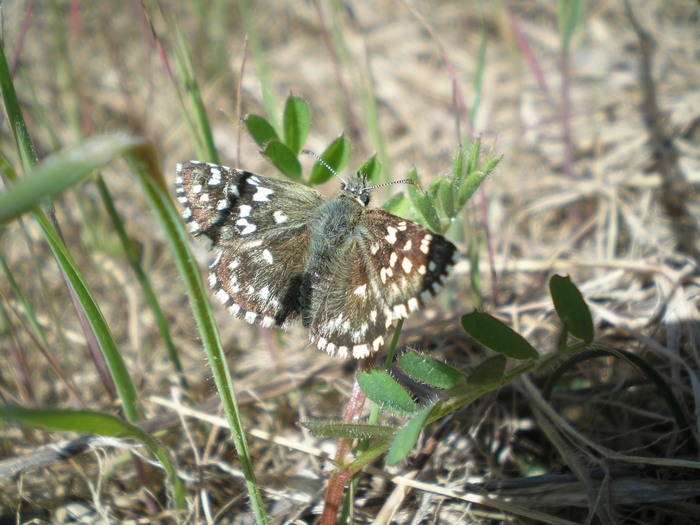 Hesperiidae da identificare