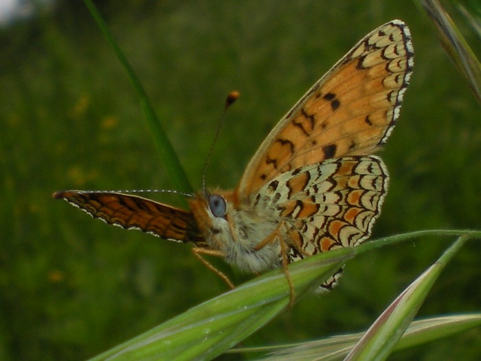 Melitaea athalia?