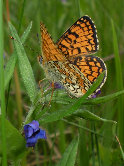 Melitaea athalia?