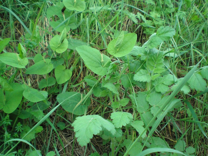 Aristolochia rotunda