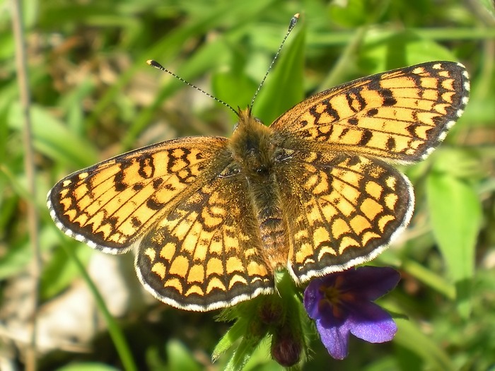 Melitaea phoebe