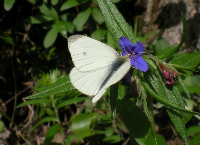 Pieris mannii ?