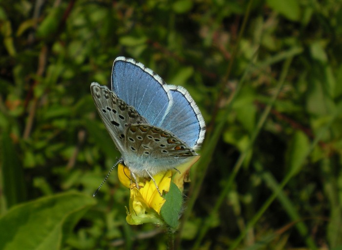 Sono entrambi P. bellargus? - S