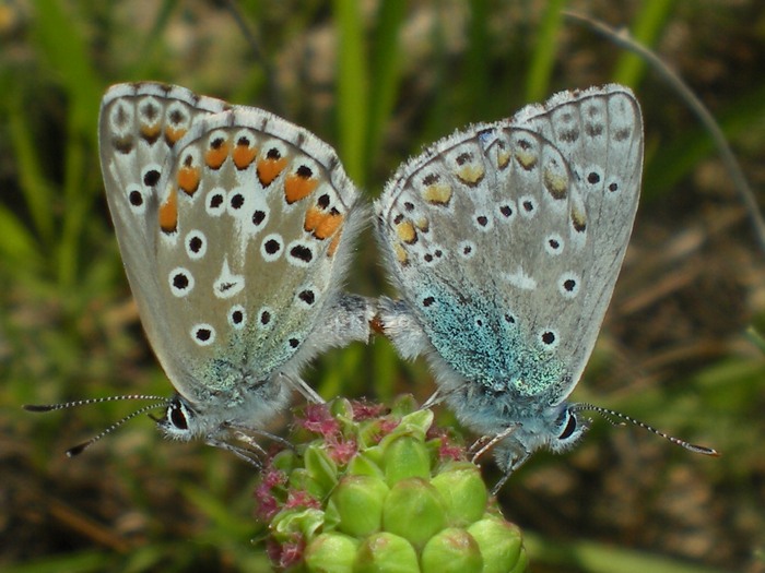 Accoppiamento fra Lycaenidae - P. (Lysandra) bellargus