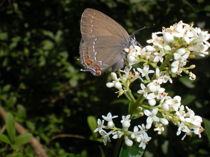 Lycaenidae... che dramma identificarli!