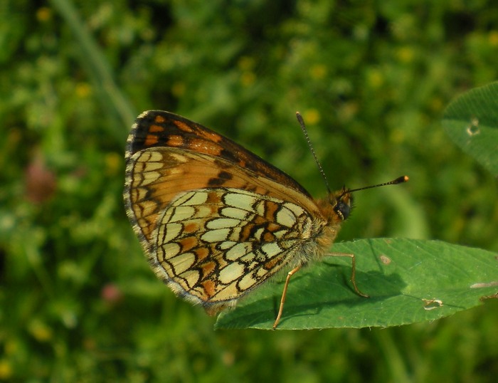 Melitaea.....???