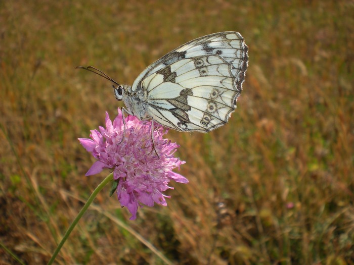 Melanargia ... galathea o russiae? - Melanargia galathea