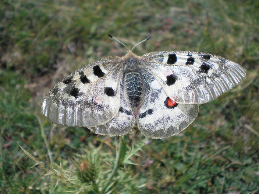 Stanno volando le Apollo sull''Appennino?