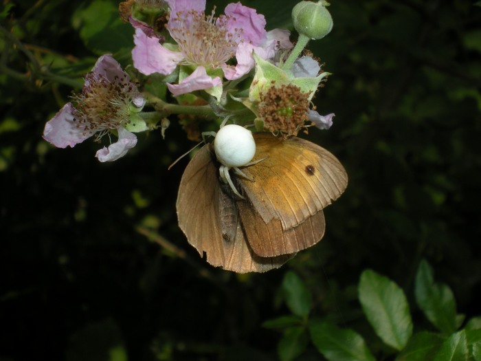 Farfalle sul roveto