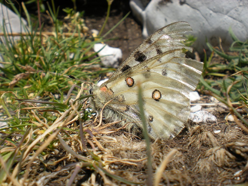 Stanno volando le Apollo sull''Appennino?