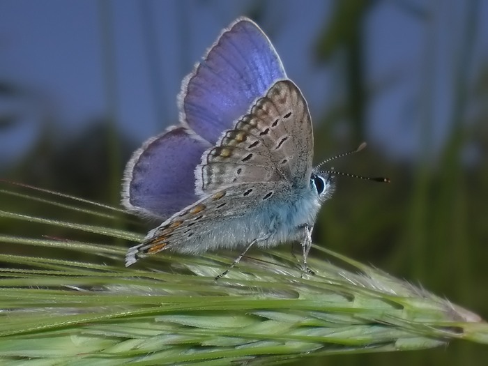 Polyommatus icarus da confermare