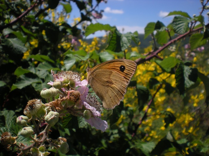 Farfalle sul roveto