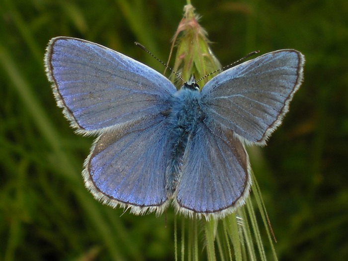 Polyommatus icarus da confermare