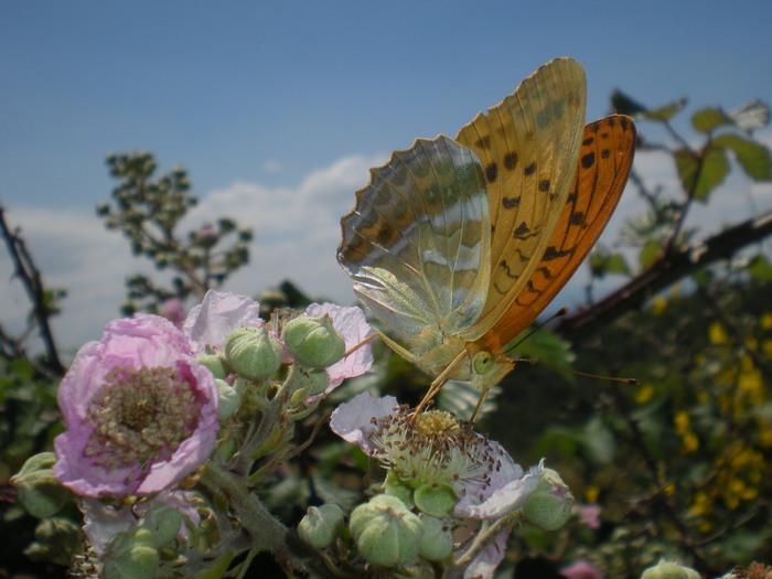 Farfalle sul roveto