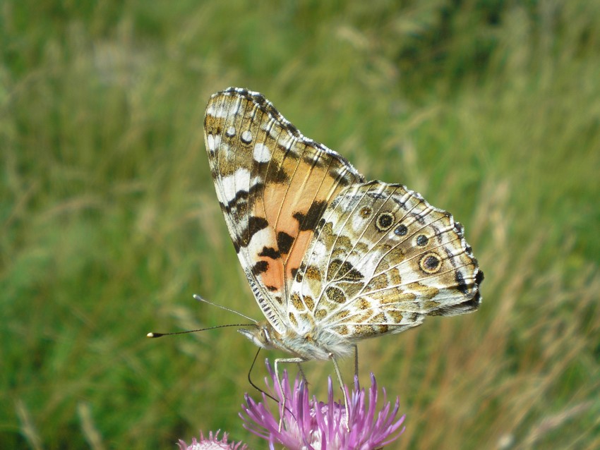 Stanno volando le Apollo sull''Appennino?