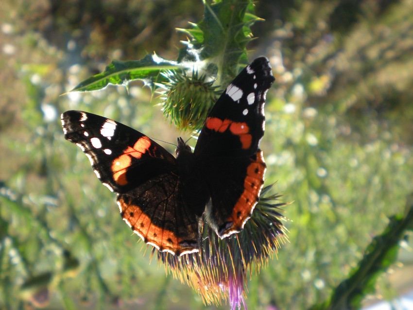 Stanno volando le Apollo sull''Appennino?