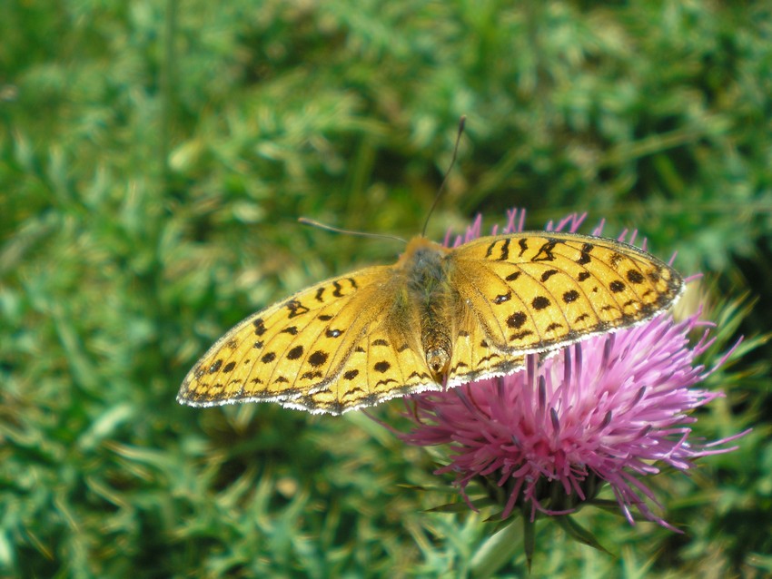 Stanno volando le Apollo sull''Appennino?