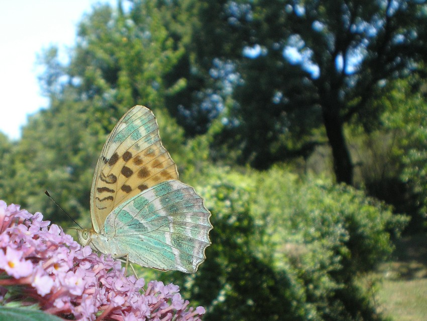 L''albero delle farfalle!