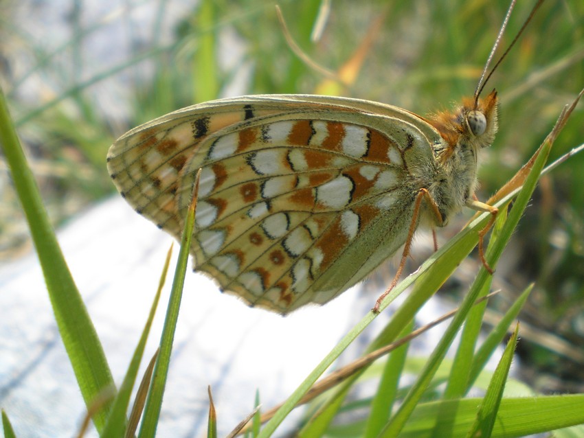 Stanno volando le Apollo sull''Appennino?