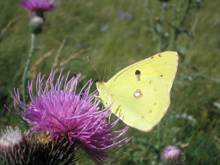 Stanno volando le Apollo sull''Appennino?