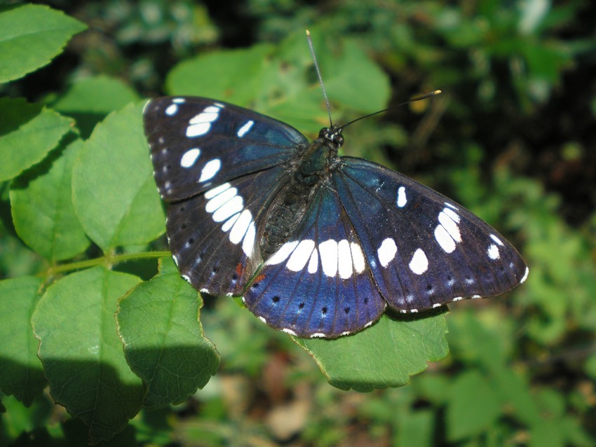 blu limenite - Limenitis reducta