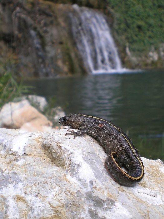 quale tritone? per esperti, viste le foto! L. vulgaris