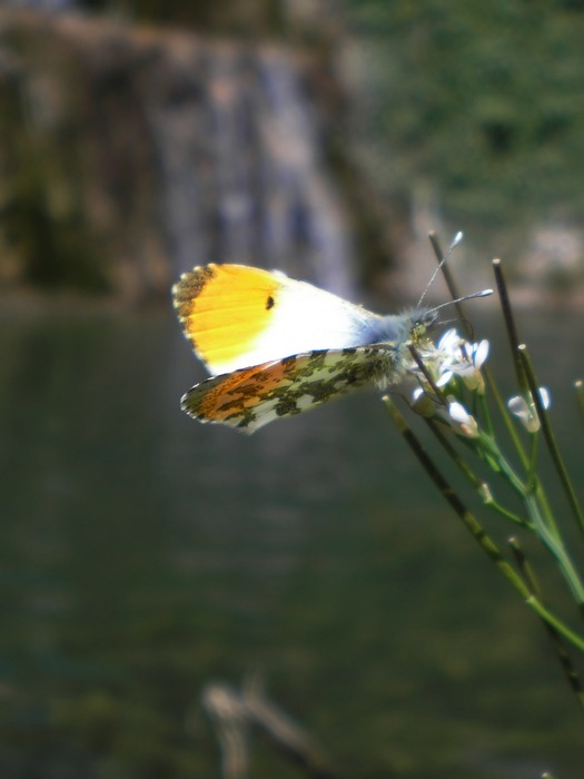 Messaggera di Primavera