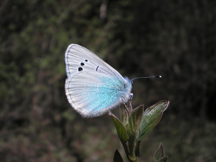 Aiuto ID Lycaenidae