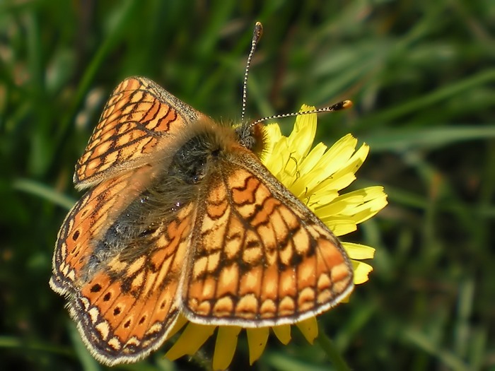 Dategli un nome - Euphydryas aurinia