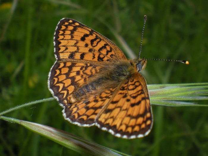 Melitaea athalia?