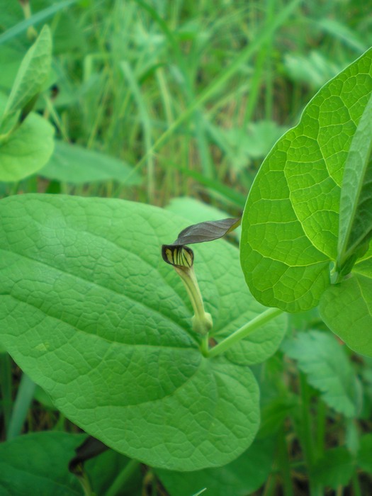 Aristolochia rotunda