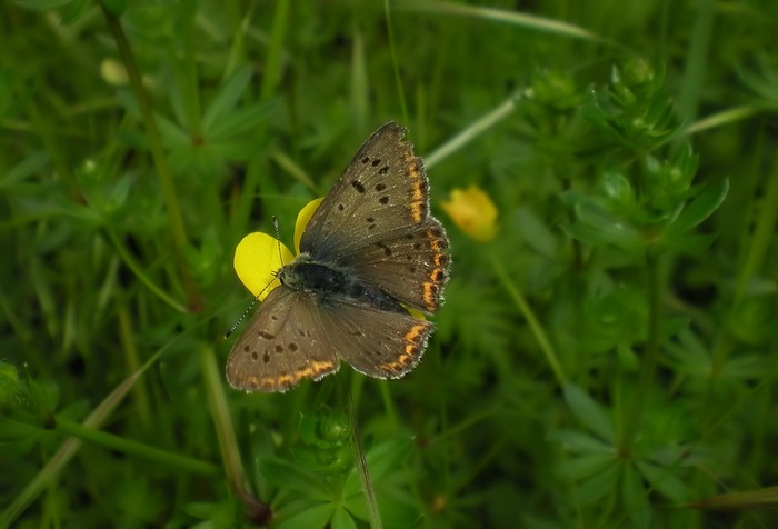 Lycaenidae da identificare