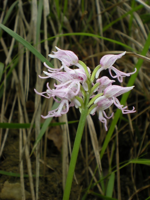 orchidee perugine da id.