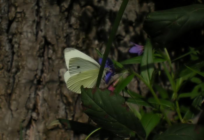 Pieris mannii ?