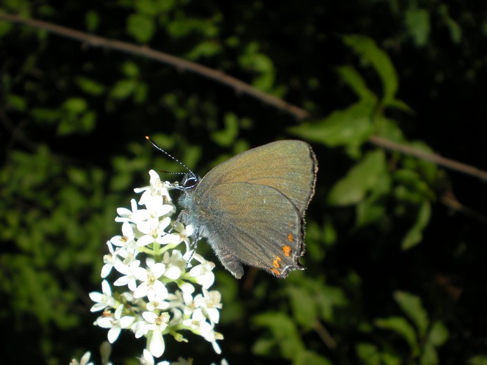 Lycaenidae... che dramma identificarli!