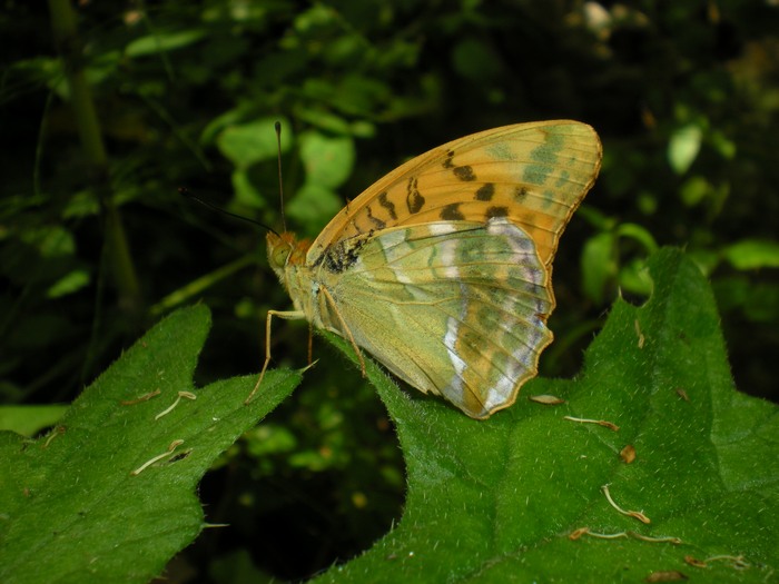 La prima Paphia dell''anno