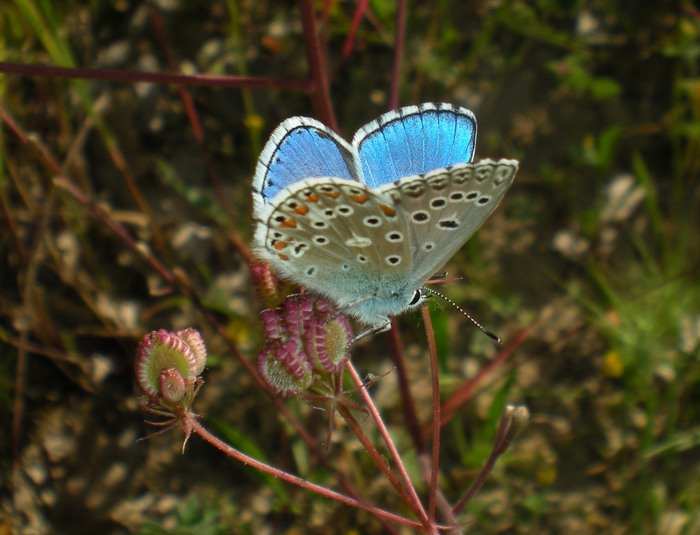 Sono entrambi P. bellargus? - S