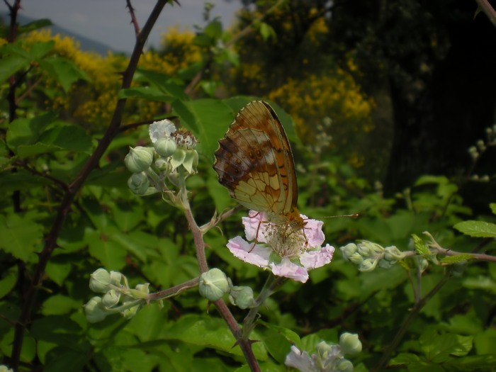 Farfalle sul roveto