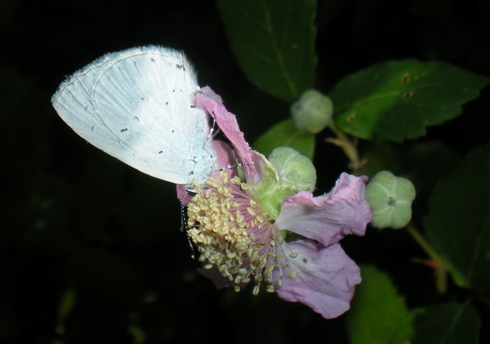 Farfalle sul roveto