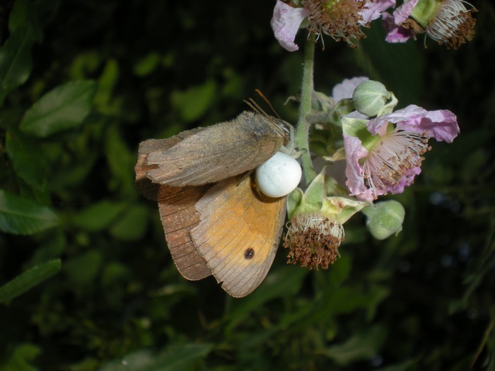 Thomisus onustus; Misumena vatia