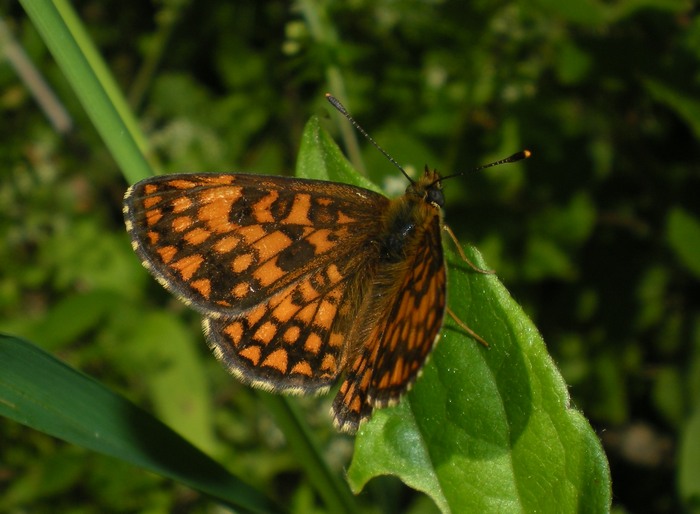 Melitaea.....???