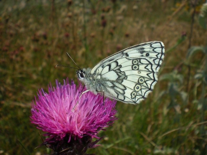 Melanargia ... galathea o russiae? - Melanargia galathea