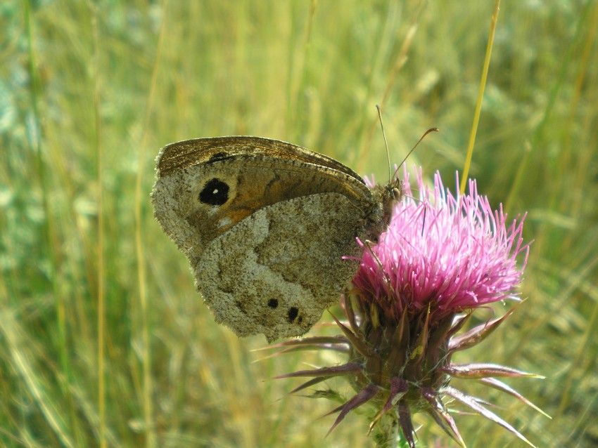 Stanno volando le Apollo sull''Appennino?