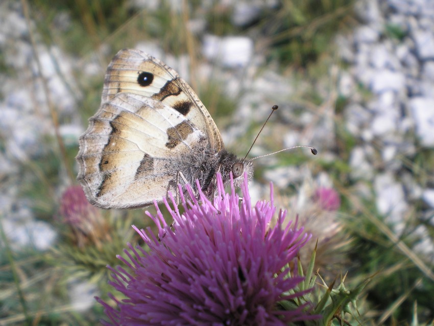 Stanno volando le Apollo sull''Appennino?