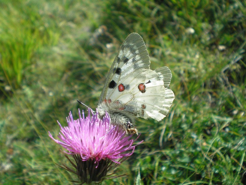 Stanno volando le Apollo sull''Appennino?