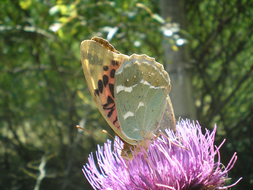 Argynnis pandora? - No, Argynnis paphia