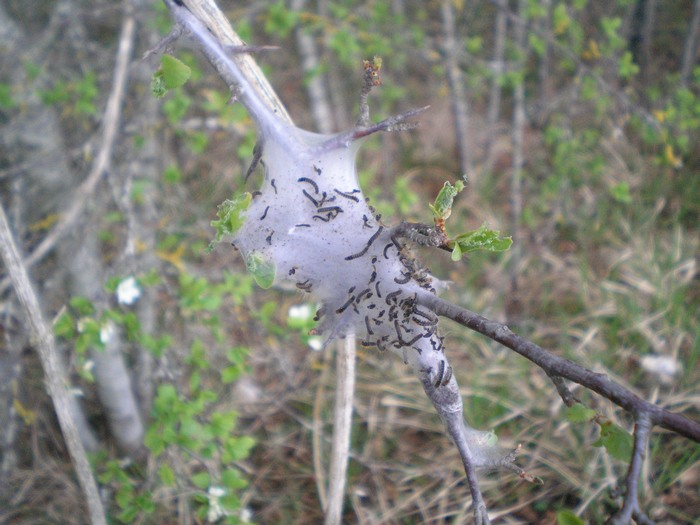 Colonia di bruchi su un biancospino