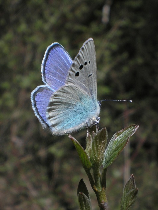 Aiuto ID Lycaenidae